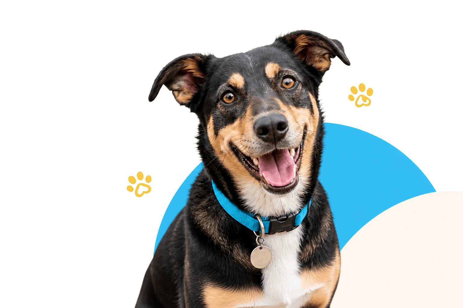 Happy dog ready to meet an adopter